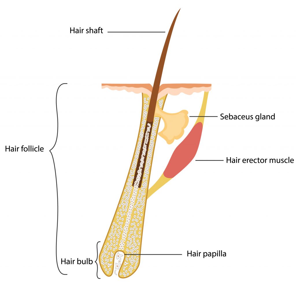 schéma de l'anatomie d'un poil