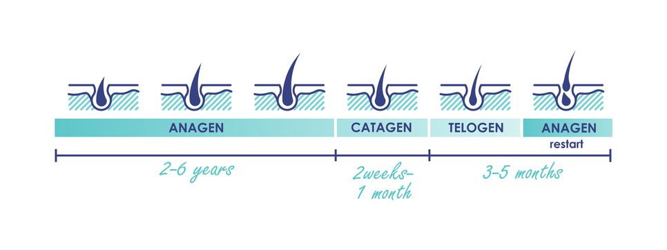 illustration du cycle de pousse d'un cheveu