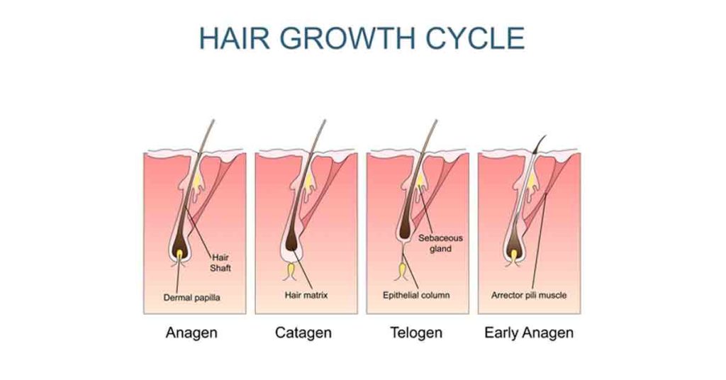Cycle-de-repousse-apres-greffe-de-cheveux