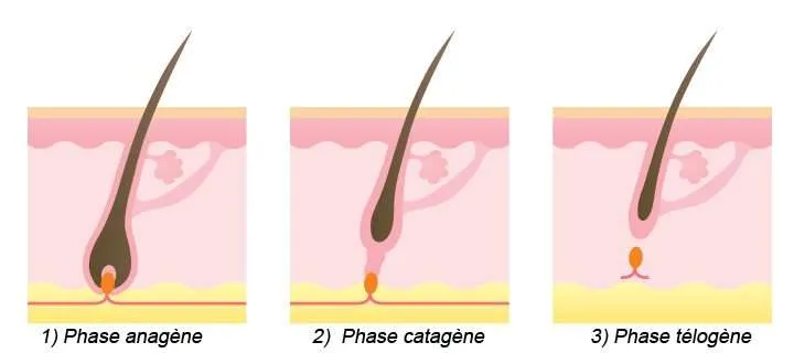 Phase-telogene-cycle-naturel-cheveu